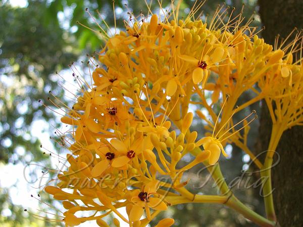 Yellow Ashok